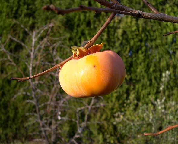 Diospyros kaki 'Jiro' (vari�t� non astringente)
