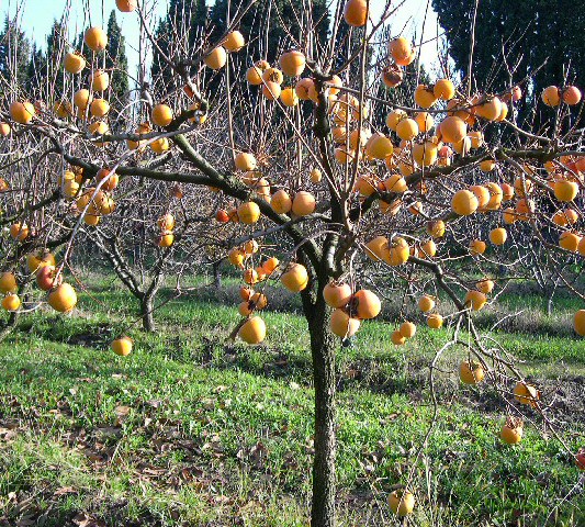 Diospyros kaki 'Lycopersicon'