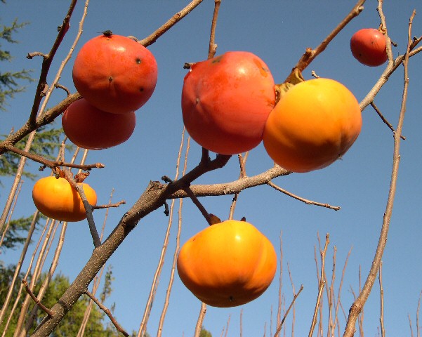 Diospyros kaki '�-Gosho' (vari�t� non astringente)