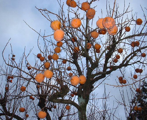 Diospyros kaki : fruits sur l'arbre apr�s la chute des feuilles