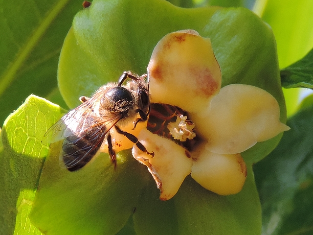 Diospyros kaki : abeille sur p�tales de fleur femelle