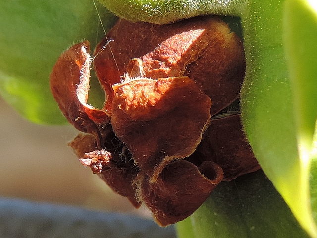 Diospyros kaki : fleur femelle fan�e (p�tales, stigmates et style secs)