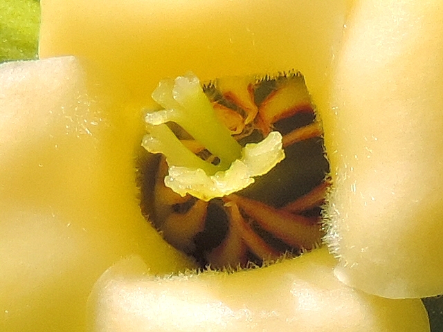 Diospyros kaki : fleur femelle, d�tail des staminodes
