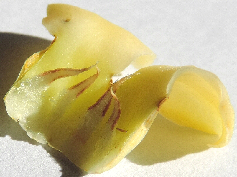 Diospyros kaki : fleur femelle, quatre staminodes soud�s � deux p�tales