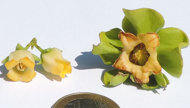 Diospyros kaki : fleurs m�les, � gauche et fleur femelle, � droite