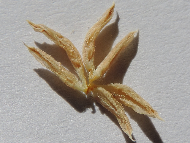 Diospyros kaki : fleur m�le, groupe de trois paires d'�tamines