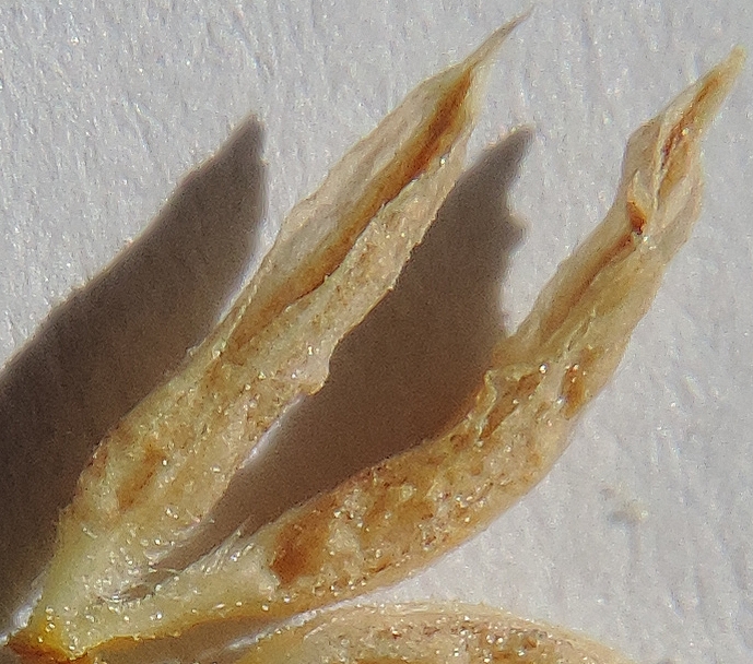 Diospyros kaki : fleur m�le, paire d'�tamines (anth�res tr�s longues, filets tr�s court)