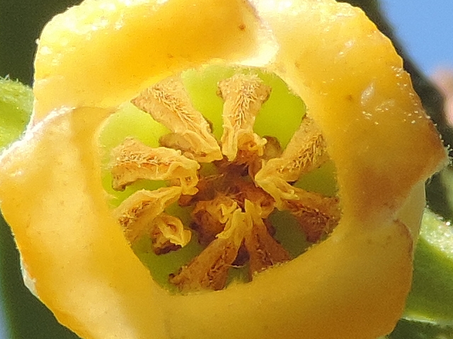 Diospyros kaki : fleurs m�les, d�tail des �tamines