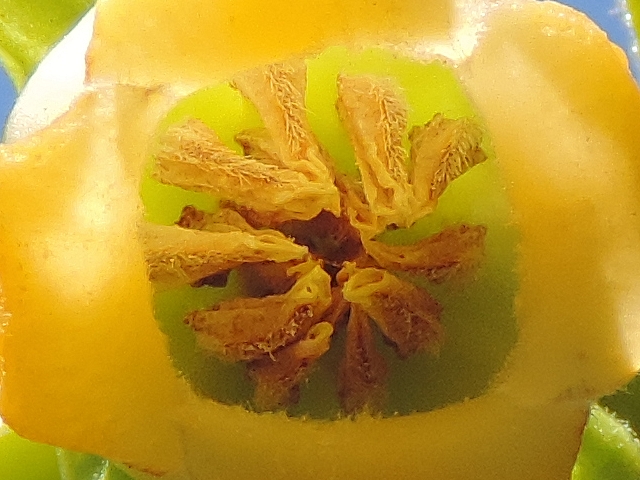 Diospyros kaki : fleurs m�les, d�tail des �tamines