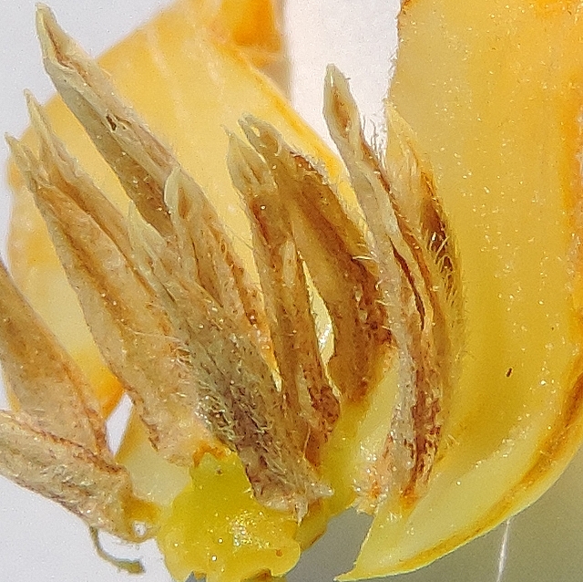 Diospyros kaki : fleur m�le, �tamines au bas de la corolle