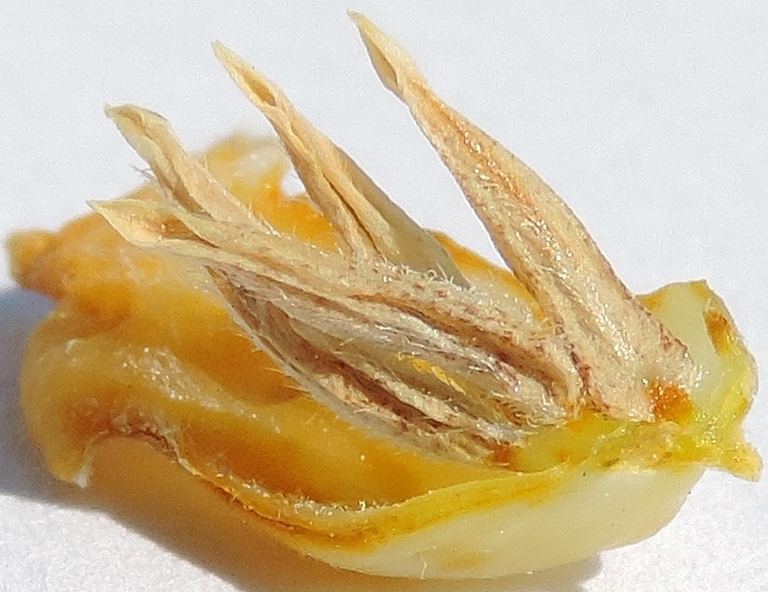 Diospyros kaki : fleur m�le, quatre �tamines � la base d'un p�tale