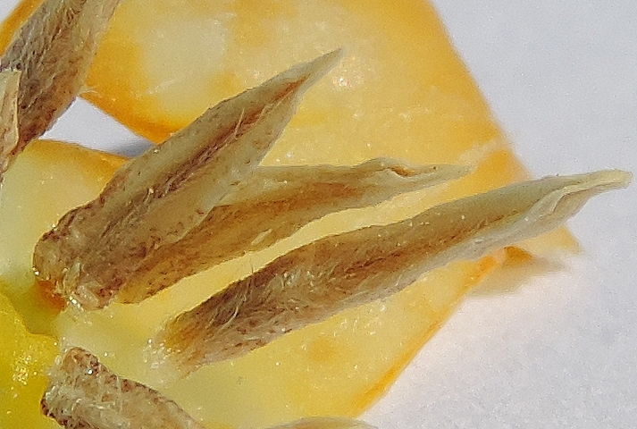 Diospyros kaki : fleur m�le, une paire d'�tamine et une �tamine seule