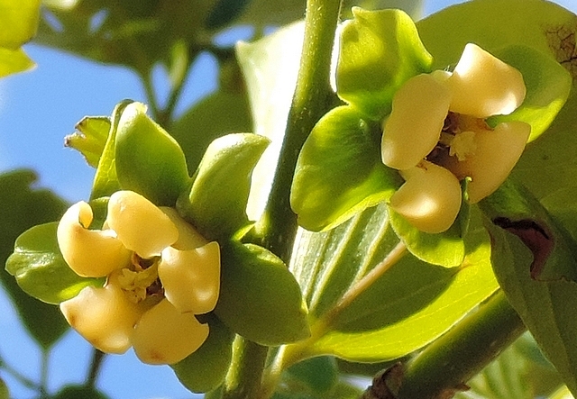 Diospyros kaki : fleurs femelles