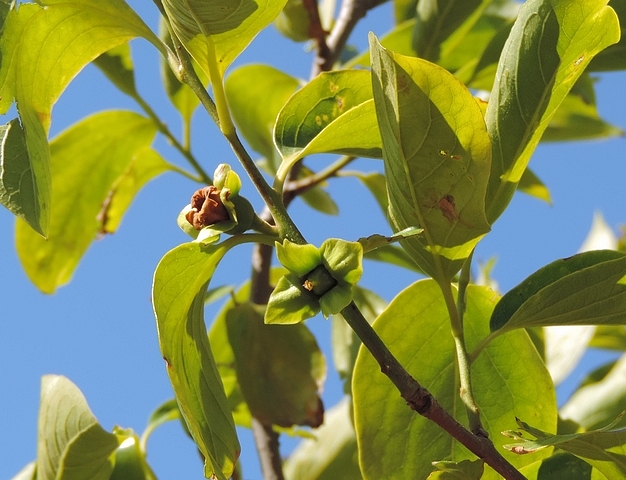 Diospyros kaki : fleur fan�e (� gauche) et fruit en formation (� droite)