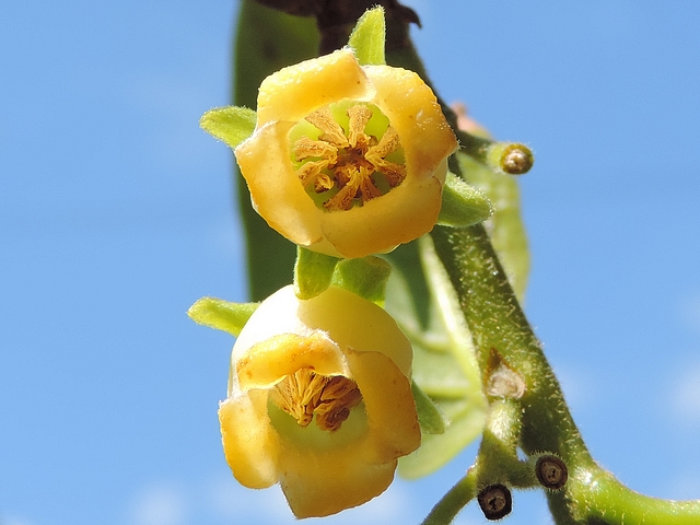 Diospyros kaki : fleurs m�les