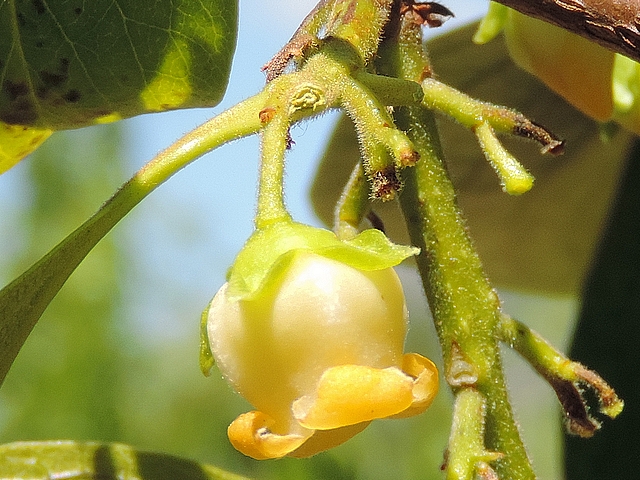 Diospyros kaki : fleur m�le, en forme caract�ristique de grelot