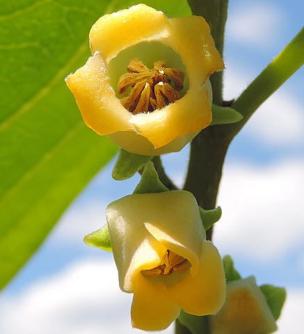 Diospyros kaki : fleurs m�les