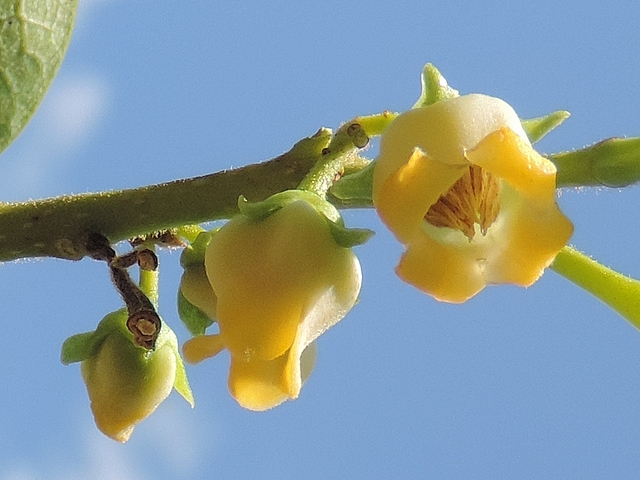Diospyros kaki : fleurs m�les