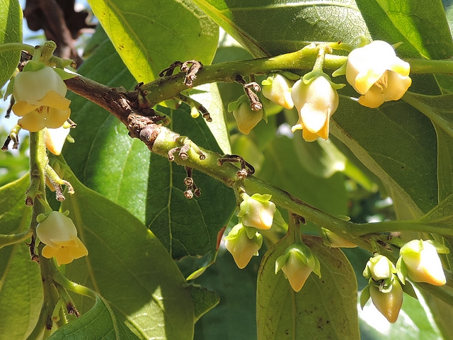 Diospyros kaki : floraison m�le (fleurs et boutons floraux) sur trois rameaux courts