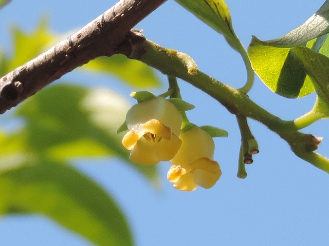 Diospyros kaki : deux fleurs m�les (forme de grelot)