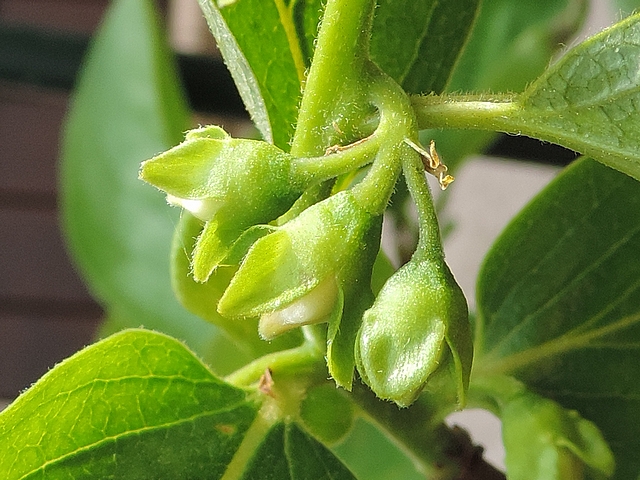 Diospyros kaki : fleurs m�les, cyme triflore (boutons floraux)
