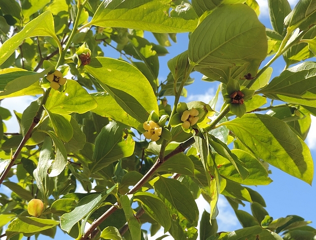 Diospyros kaki : floraison