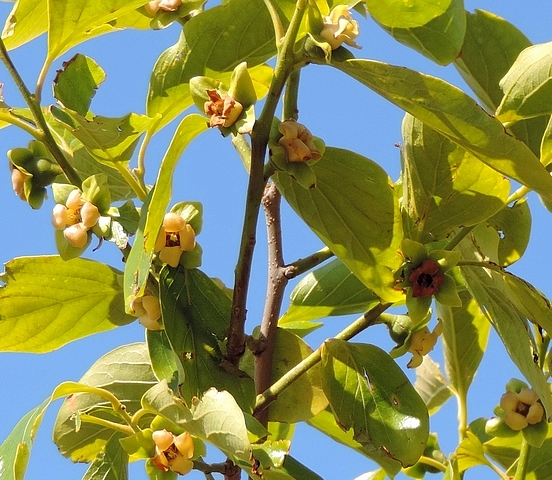 Diospyros kaki : floraison
