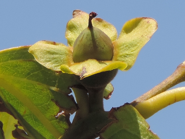 Diospyros kaki : fruit en formation