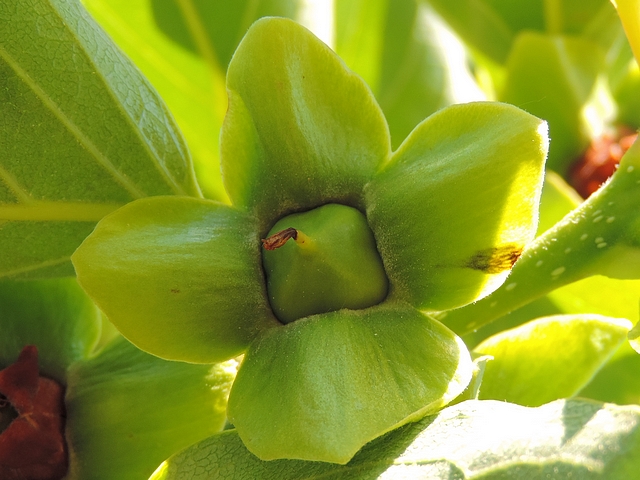 Diospyros kaki : fruit en formation