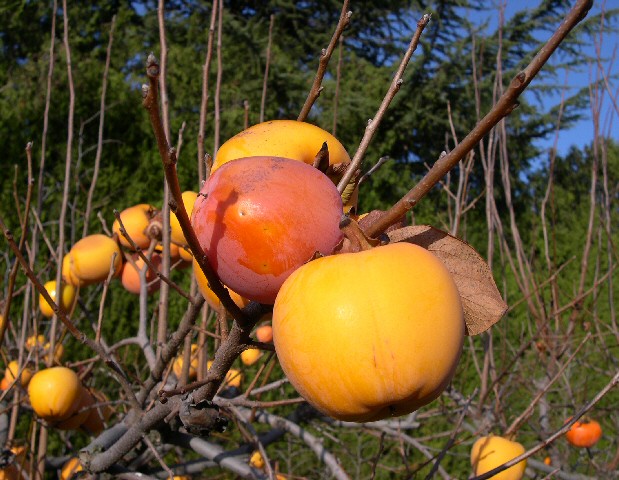 Diospyros kaki 'Lycopersicon' (vari�t� astringente)
