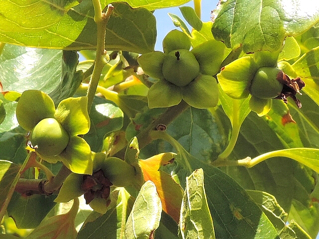 Diospyros kaki : fruits en formation