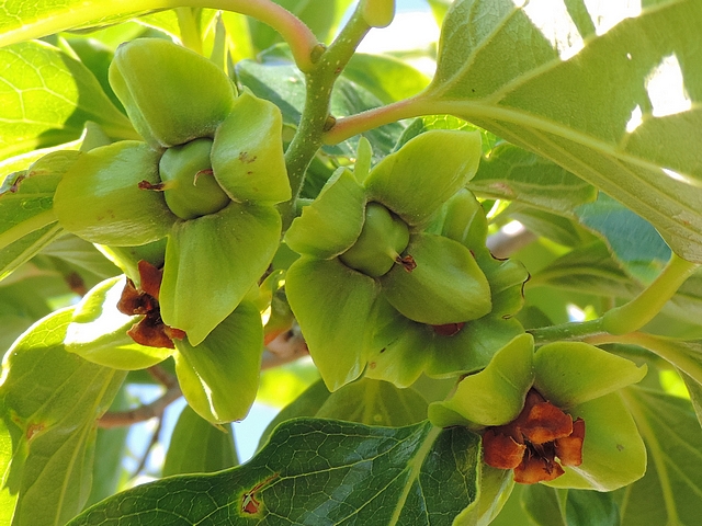 Diospyros kaki : fruits en formation