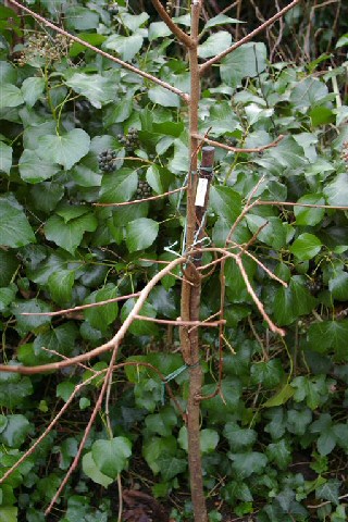 Diospyros kaki : greffage multiple (chip-budding et placage)