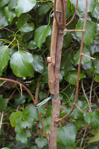 Diospyros kaki : greffage multiple (chip-budding et placage)
