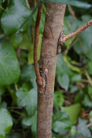 Diospyros kaki : greffes en chip-budding