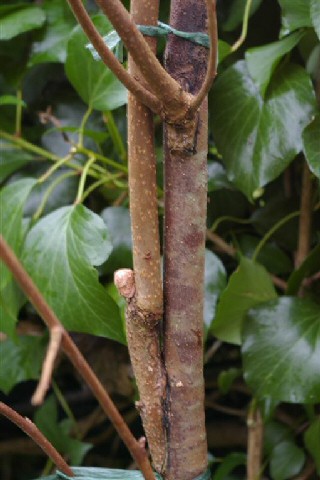 Diospyros kaki : greffes chip-budding et placage