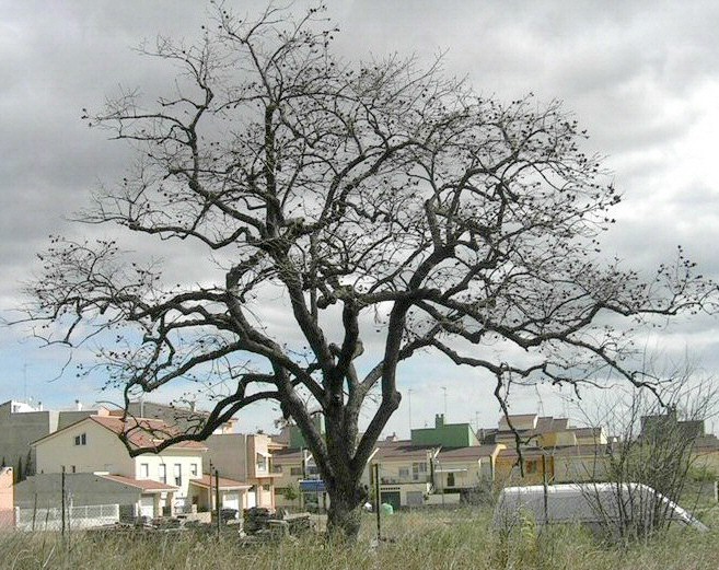 Diospyros kaki : silhouette d'hiver d'un sujet centenaire