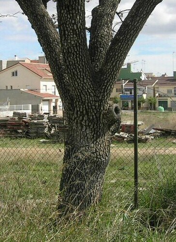 Diospyros kaki : d�tail du tronc d'un sujet centenaire