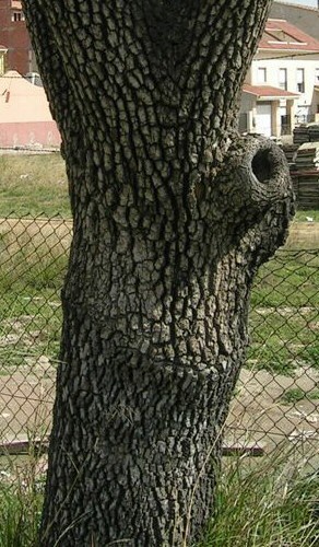 Diospyros kaki : d�tail du tronc d'un sujet centenaire