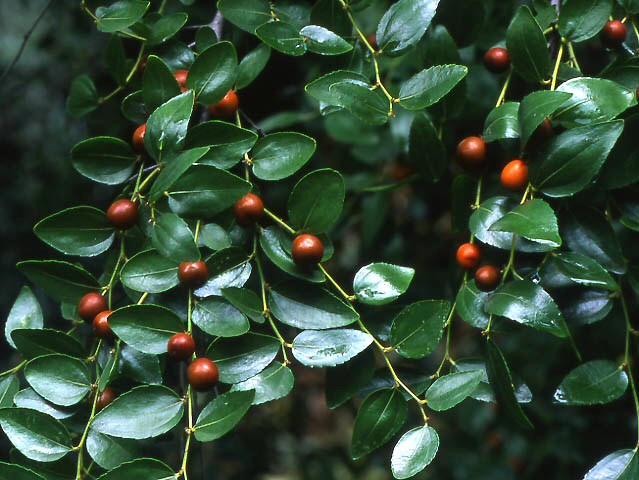 Ziziphus jujuba : fructification au jardin botanique de Stasbourg
