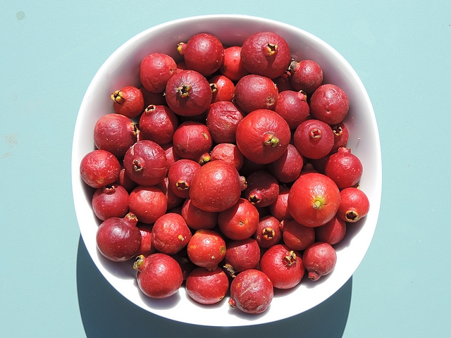 Goyaves de Cattley rouges m�rissant en coupelle