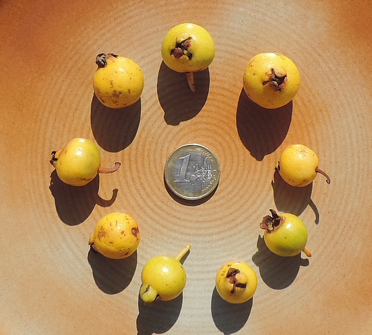 Psidium  cattleianum var. lucidum Hort. : variabilit� de la taille du fruit sur un m�me plant