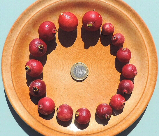 Psidium  cattleianum Sab. (esp�ce type) : variabilit� de la taille du fruit sur un m�me plant