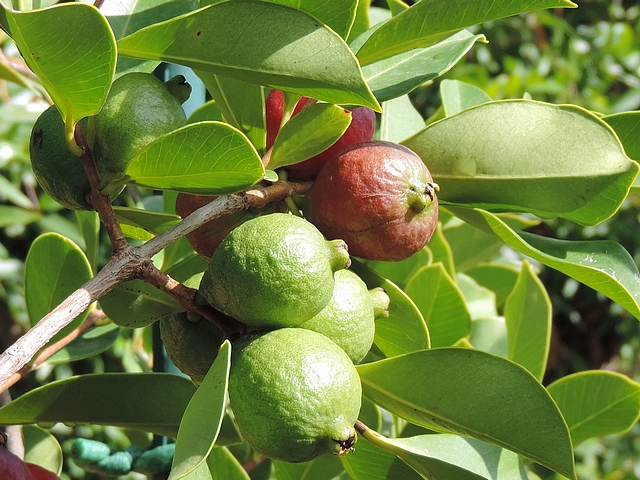 Psidium cattleianum Sab. : fruits en formation sur les rameaux de l'ann�e
