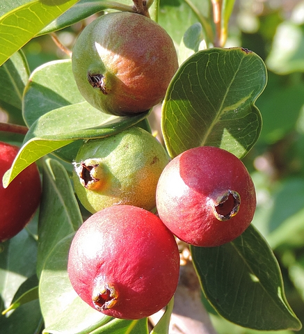 Psidium cattleyanum Sab. (esp�ce type) : fruits en cours de maturation