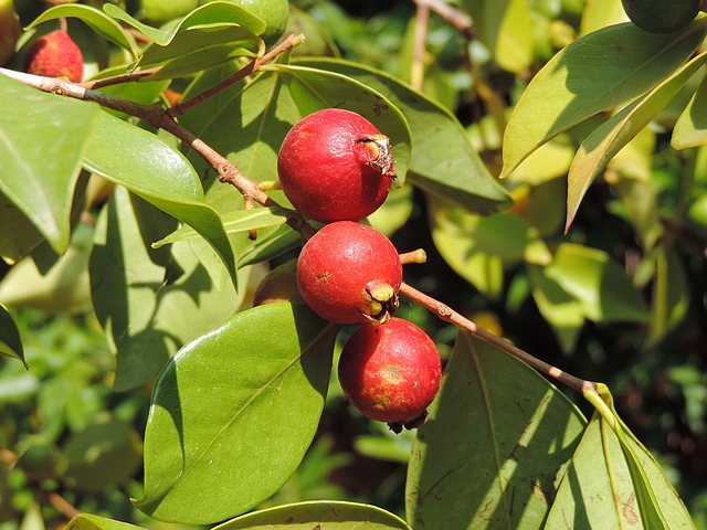 Psidium cattleyanum Sab. (esp�ce type) : fruits