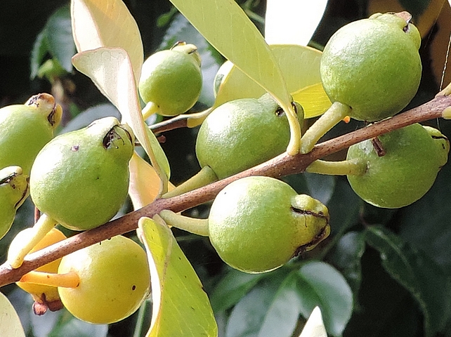 Psidium cattleianum var. lucidum Hort. : fruits en formation, en position oppos�e d�cuss�e