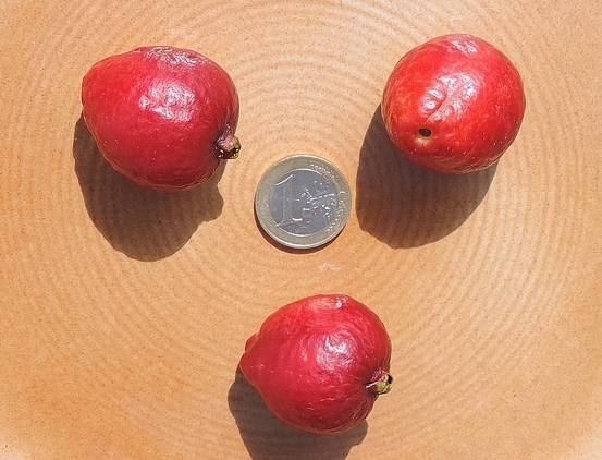 Psidium cattleianum Sab. : changement d'aspect des fruits rouges une ann�e o� ils sont tr�s gros
