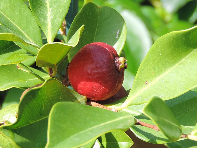 sidium cattleianum Sab. : apex du fruit pro�minent, � �liminer lors de la consommation