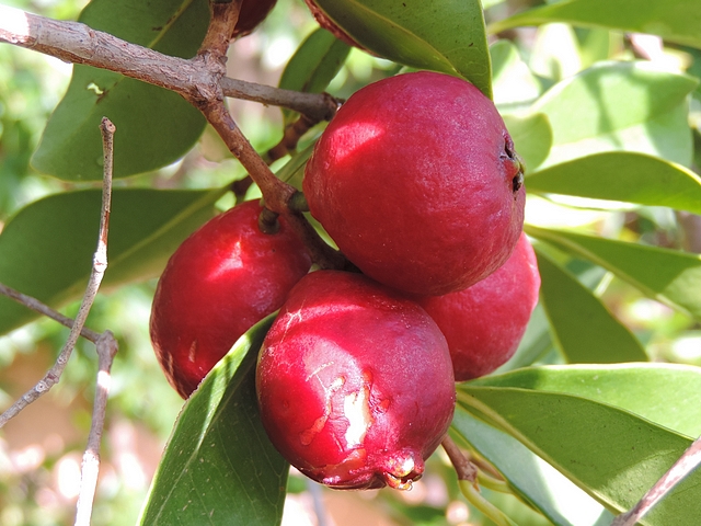 Psidium cattleianum Sab. : groupe de fruits (disposition  oppos�e d�cuss�e)